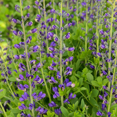 Decadence® Deluxe 'Periwinkle Popsicle' False Indigo (Baptisia hybrid)