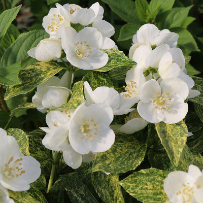 Illuminati Sparks™ Mock Orange (Philadelphus)