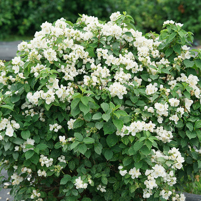 Illuminati Sparks™ Mock Orange (Philadelphus)