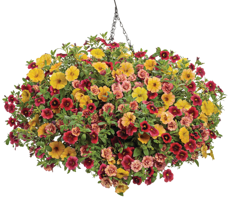 Superbells® Pomegranate Punch™ (Calibrachoa hybrid)