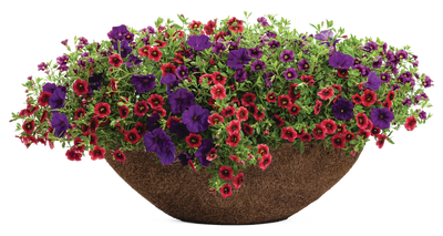 Superbells® Pomegranate Punch™ (Calibrachoa hybrid)