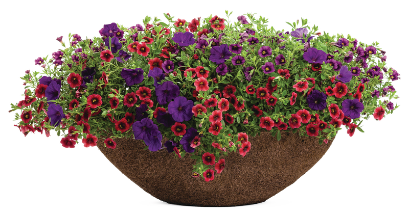 Superbells® Pomegranate Punch™ (Calibrachoa hybrid)