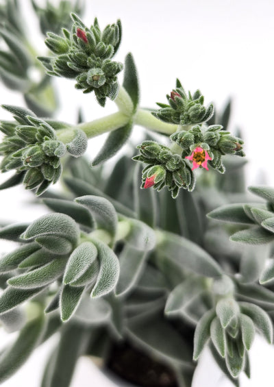 leafjoy littles™ Pretty in Pewter® (Crassula mesembryanthemoides) - New Proven Winners® Product 2024