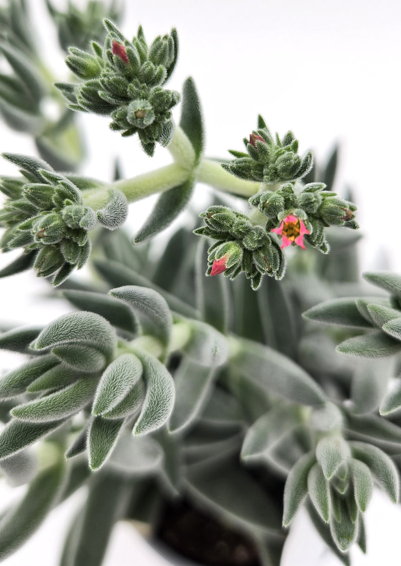 leafjoy littles™ Pretty in Pewter® (Crassula mesembryanthemoides) - New Proven Winners® Product 2024