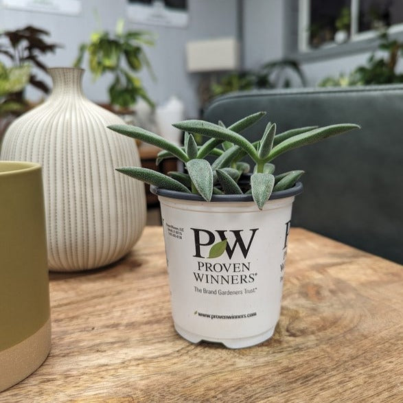 leafjoy littles™ Pretty in Pewter® (Crassula mesembryanthemoides) - New Proven Winners® Product 2024
