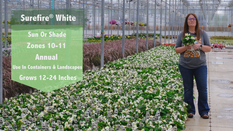 Surefire® White (Begonia benariensis)