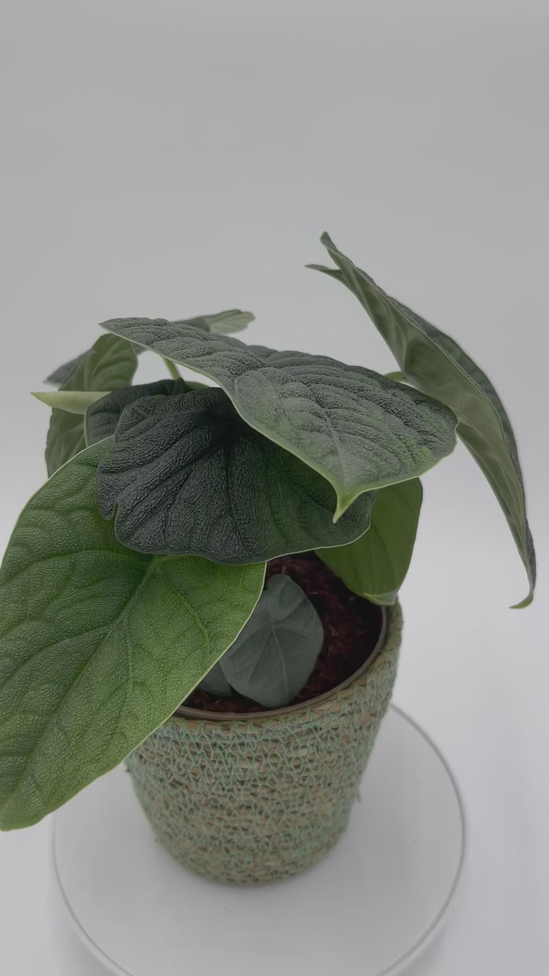 Mythic™ Dragonite™ Jewel Alocasia (Alocasia melo) - Proven Winners® 2024 Houseplant of the Year
