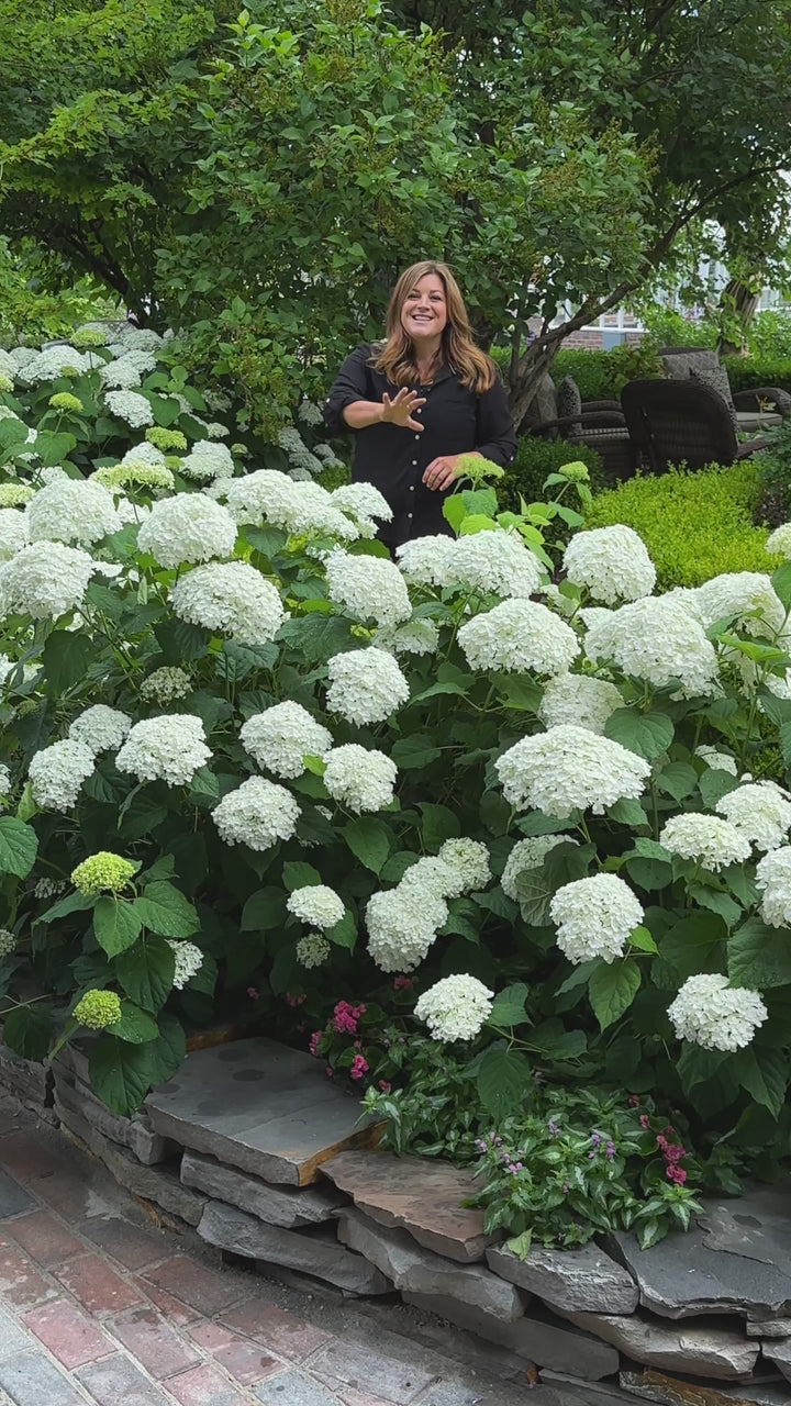Incrediball® Smooth Hydrangea (Hydrangea arborescens)