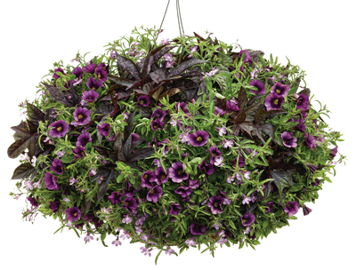 Sweet Caroline Raven™ Sweet Potato Vine (Ipomoea)