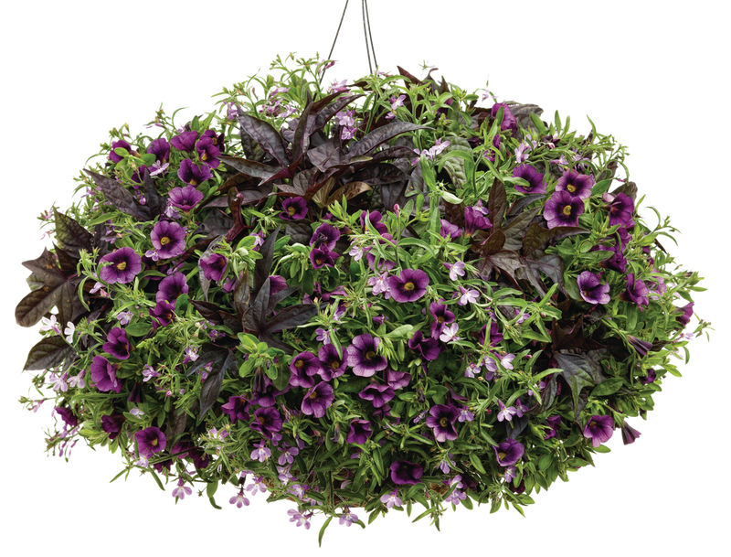 Sweet Caroline Raven™ Sweet Potato Vine (Ipomoea)