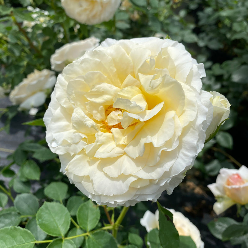 Reminiscent® Crema Rose (Rosa hybrid)