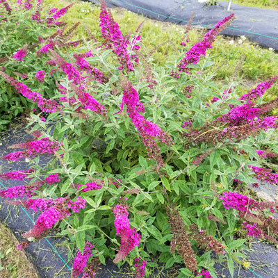 Lo & Behold® 'Ruby Chip' Butterfly Bush (Buddleia hybrid)