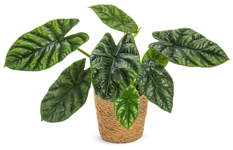 Mythic® Rumpelstiltskin™ Elephant Ear (Alocasia sinuate)