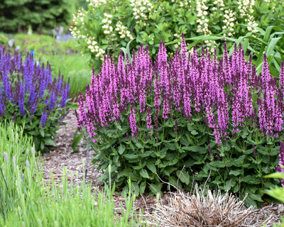 Color Spires® 'Pink Profusion' (Salvia) - Proven Winners® 2024 Perennial of the Year