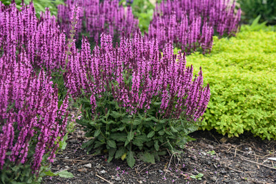 Color Spires® 'Pink Profusion' (Salvia) - Proven Winners® 2024 Perennial of the Year