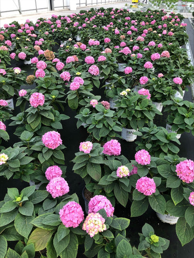 Let's Dance Sky View® Reblooming Hydrangea (Macrophylla x Serrata) - Proven Winners® 2024 Hydrangea of the Year