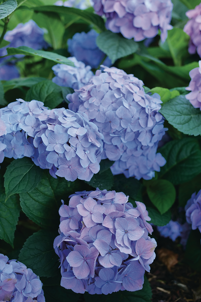 Let's Dance Sky View® Reblooming Hydrangea (Macrophylla x Serrata) - Proven Winners® 2024 Hydrangea of the Year