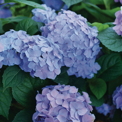 Let's Dance Sky View Let's Dance Sky View Reblooming Hydrangea up close.