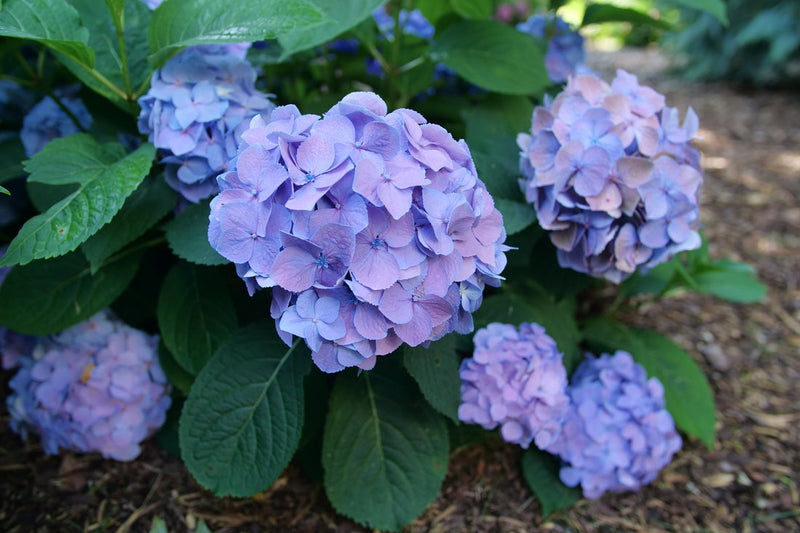 ほぼ自然1357-bl Blooming Hydrangea花瓶、ラージ、ブルー並行輸入