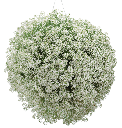 Snow Princess® Sweet Alyssum (Lobularia)