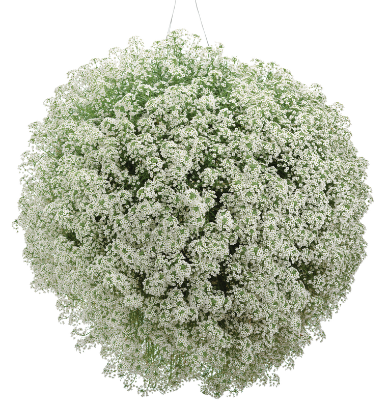 Snow Princess® Sweet Alyssum (Lobularia)