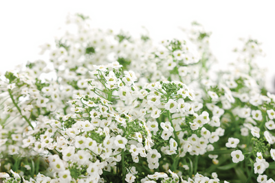 Snow Princess® Sweet Alyssum (Lobularia)