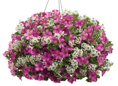 Snow Princess® Sweet Alyssum (Lobularia)