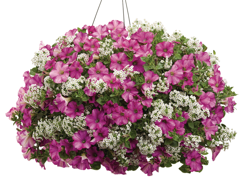 Snow Princess® Sweet Alyssum (Lobularia)