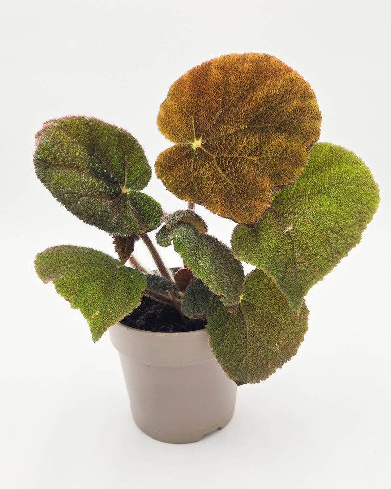 leafjoy® Bold Belles™ Crystalline Sparkle™ Rock Begonia (Begonia masoniana)