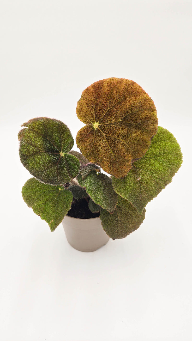 leafjoy® Bold Belles™ Crystalline Sparkle™ Rock Begonia (Begonia masoniana)