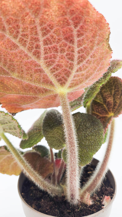 leafjoy® Bold Belles™ Crystalline Sparkle™ Rock Begonia (Begonia masoniana)