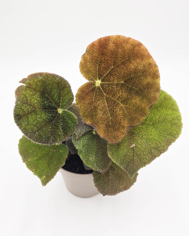 leafjoy® Bold Belles™ Crystalline Sparkle™ Rock Begonia (Begonia masoniana)