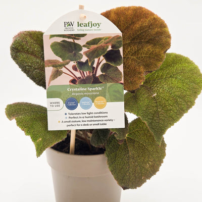 leafjoy® Bold Belles™ Crystalline Sparkle™ Rock Begonia (Begonia masoniana)