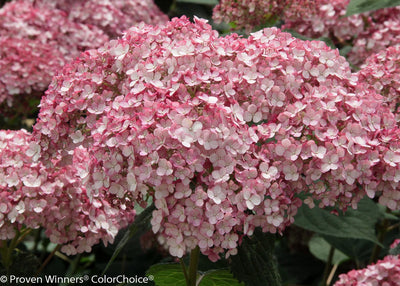 Incrediball® Blush Smooth Hydrangea (Arborescens)