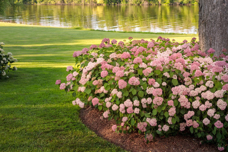 Invincibelle® Spirit II Smooth Hydrangea (Arborescens)