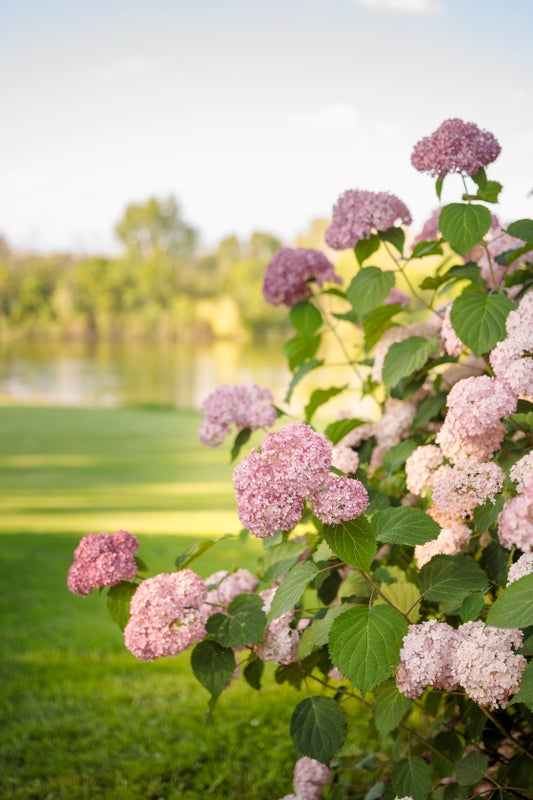 Invincibelle® Spirit II Smooth Hydrangea (Arborescens)