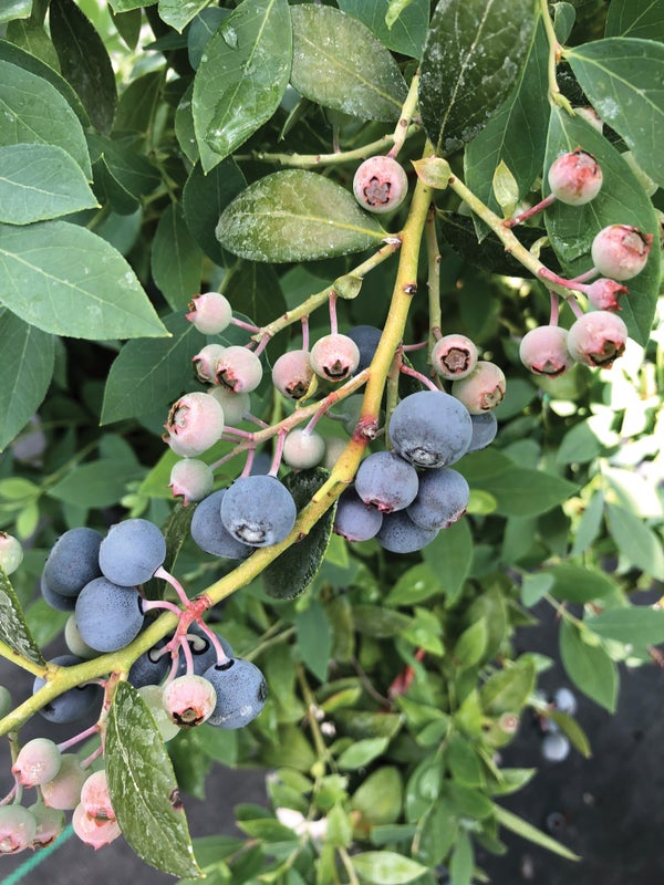 Splendid!™ Blue Highbush Blueberry (Vaccinium corymbosum) - New Proven Winners® Variety 2025