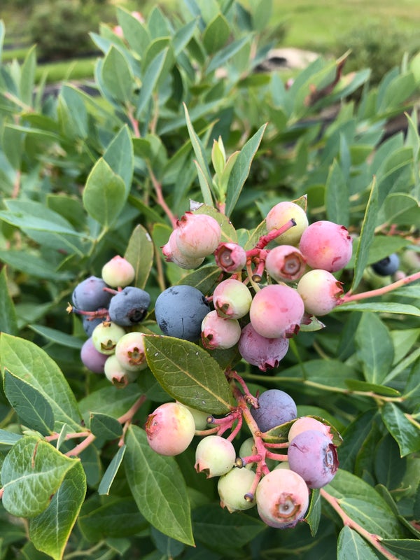 Splendid!™ Blue Highbush Blueberry (Vaccinium corymbosum) - New Proven Winners® Variety 2025