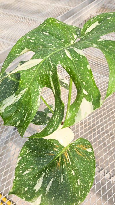 leafjoy® Mysteria® Spotsylvania™ (Monstera deliciosa)