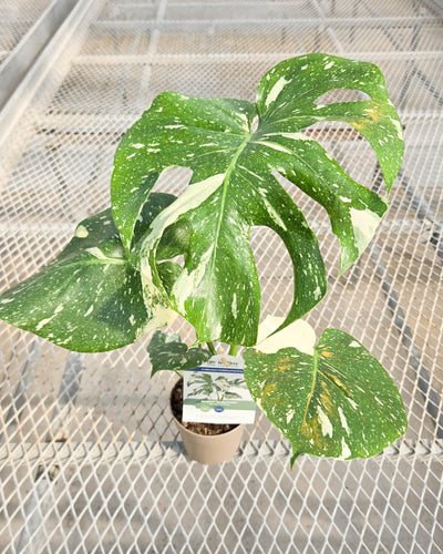 leafjoy® Mysteria® Spotsylvania™ (Monstera deliciosa)