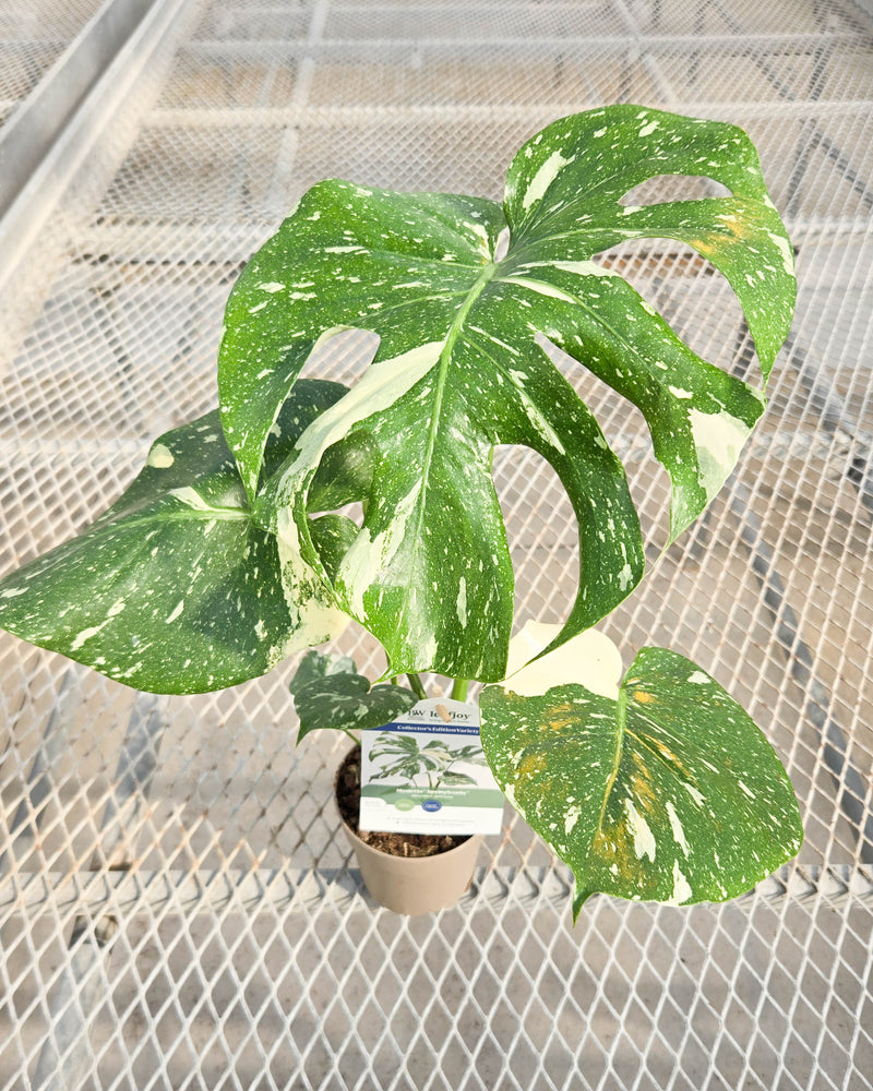 leafjoy® Mysteria® Spotsylvania™ (Monstera deliciosa)