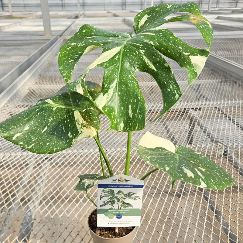 leafjoy® Mysteria® Spotsylvania™ (Monstera deliciosa)