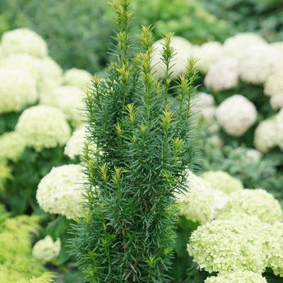 Stonehenge Skinny® Yew (Taxus hybrid)