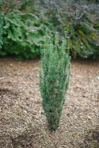 Stonehenge Skinny® Yew (Taxus hybrid)