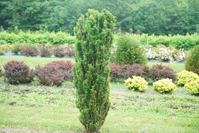 Stonehenge Skinny® Yew (Taxus hybrid)