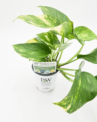 leafjoy littles™ Beautifall® Summer Nights™ Pothos (Epipremnum aureum)