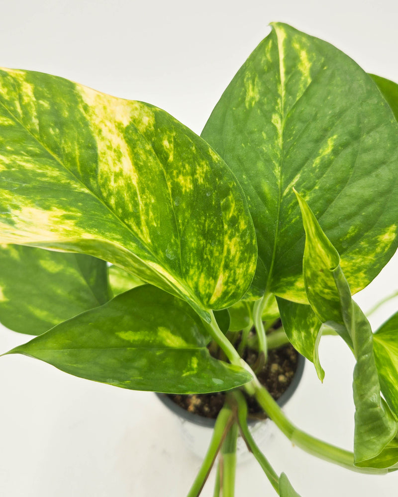 leafjoy littles™ Beautifall® Summer Nights™ Pothos (Epipremnum aureum)