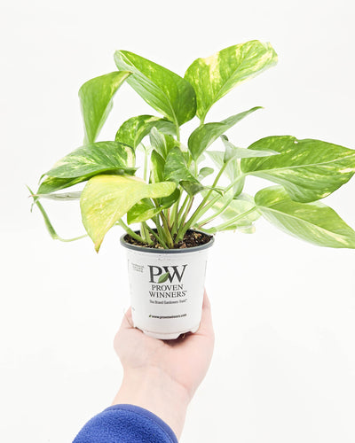 leafjoy littles™ Beautifall® Summer Nights™ Pothos (Epipremnum aureum)