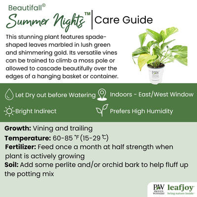 leafjoy littles™ Beautifall® Summer Nights™ Pothos (Epipremnum aureum)