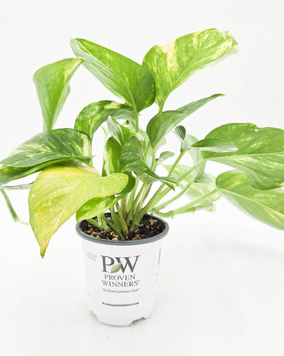 leafjoy littles™ Beautifall® Summer Nights™ Pothos (Epipremnum aureum)